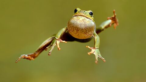 Laubfrosch macht einen Sprung Laubfrosch macht einen Sprung und sieht sehr lustig aus dabei