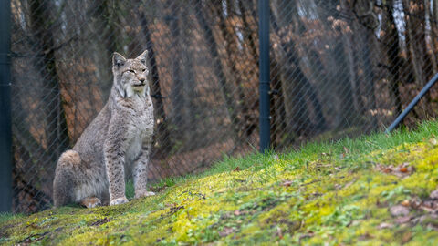 Ministerpräsident Boris Rhein hat den Tiergarten Weilburg besucht und sich dort u.a. über das Angebot des Wildparks informiert. Ministerpräsident Boris Rhein hat den Tiergarten Weilburg besucht und sich dort u.a. über das Angebot des Wildparks informiert.