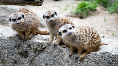 Im Opel-Zoo: Erdmännchen Erdmännchen in ihrem Gehege